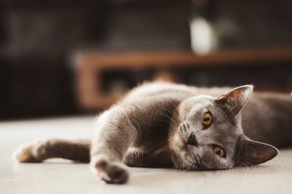 A charming gray cat lies on the floor, showing a relaxed and curious expression indoors.
