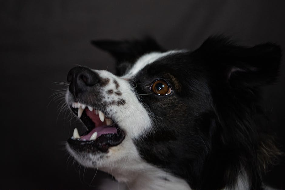 Detailed close-up of a Border Collie dog with mouth open, showing teeth. Dark background.