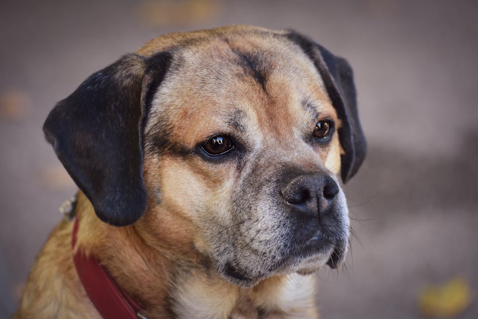 A close-up portrait of a brown dog wearing a red collar, looking pensive outdoors.