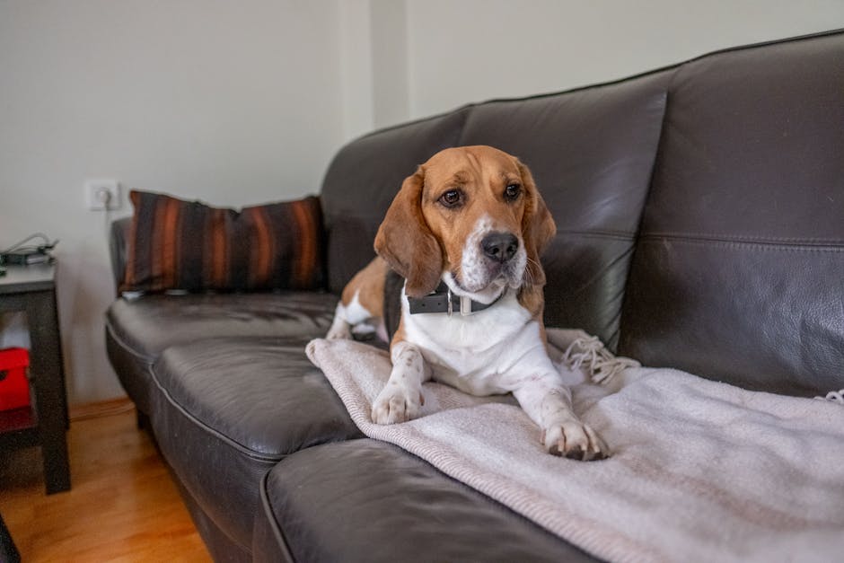 A beagle comfortably lies on a leather couch inside a home, adding warmth to the living space.