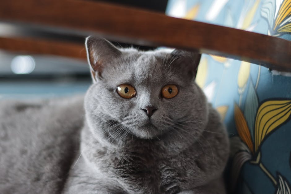 Close-up image of a British Shorthair cat with striking amber eyes, indoors.