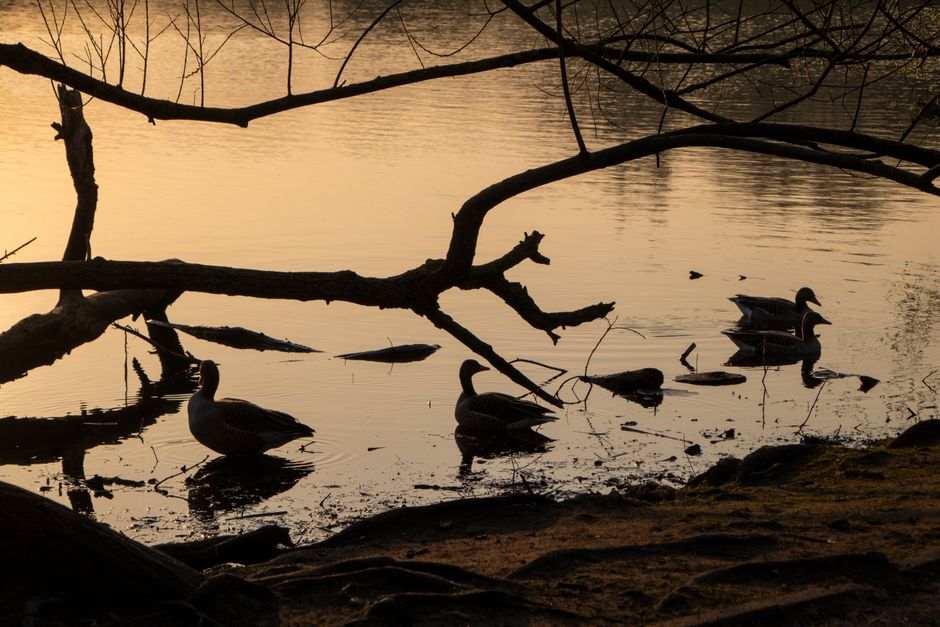 Beautiful silhouettes of geese on a river during sunset in Hamburg, Germany.